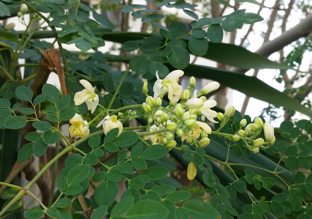 Tampa Bay edible landscaping: The miraculous moringa tree