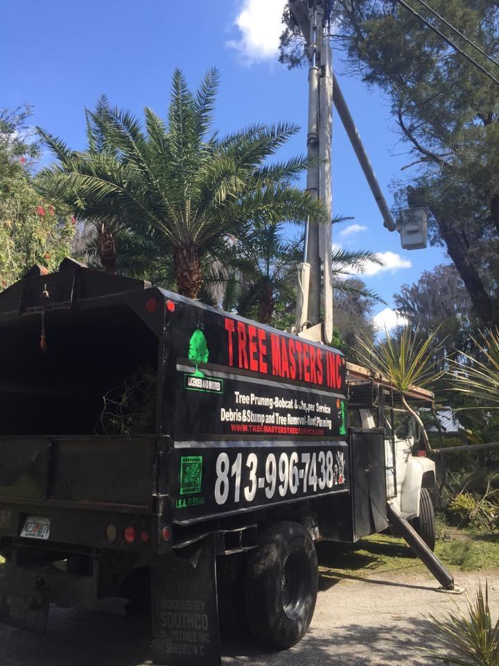 tree removal 2