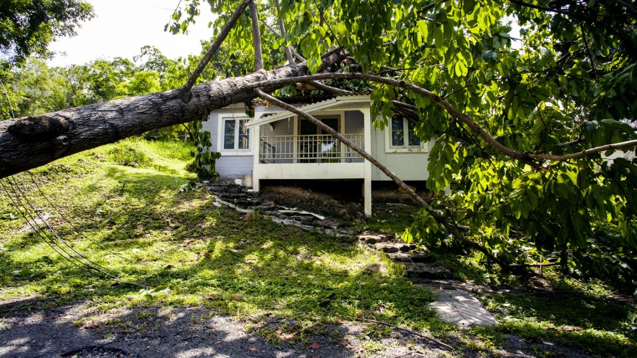 Tampa area hurricane tree preparation