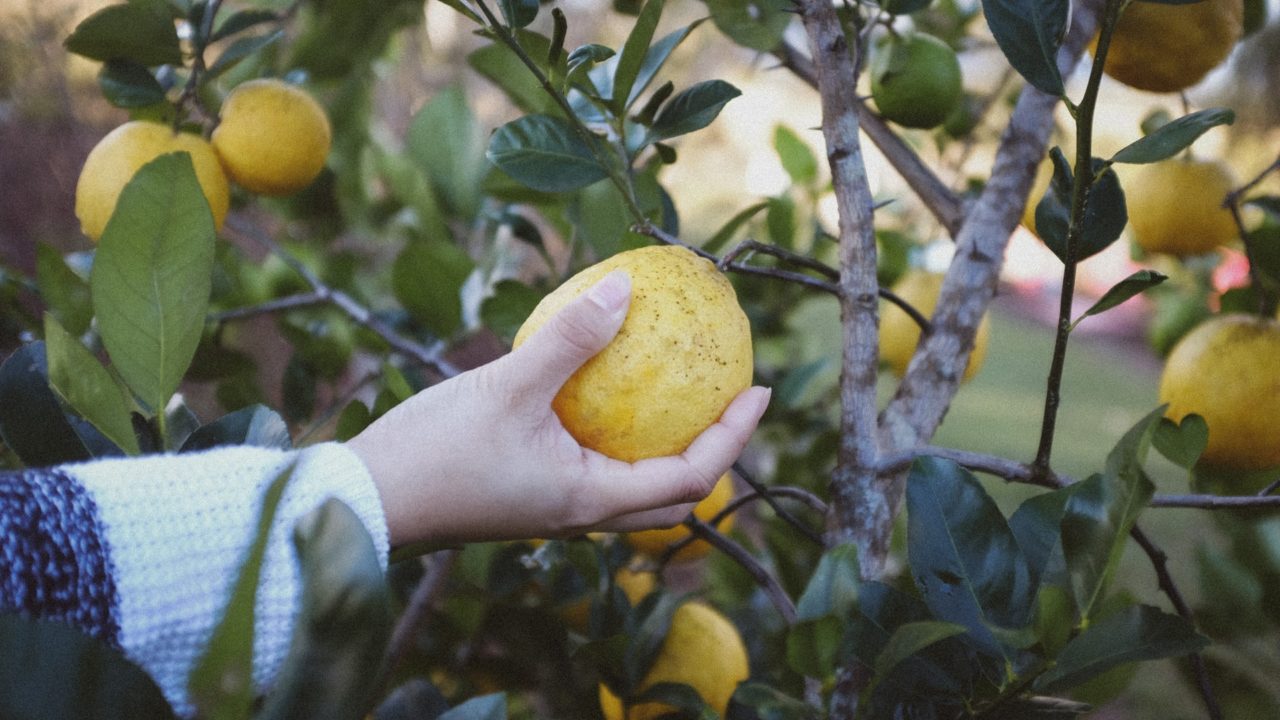 Tampa Bay edible landscaping: Planting, care, and feeding of grapefruit trees