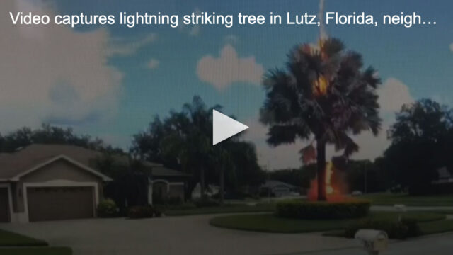 VIDEO: Lightning strikes tree “out of the blue” in Lutz, FL