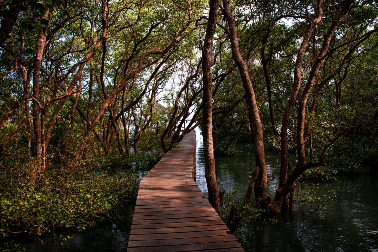 https://treemasterstreeservice.com/wp-content/uploads/2020/11/tree-service-for-mangroves-1280x853.jpg