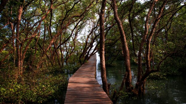 Mangroves are vital to Tampa Bay’s survival