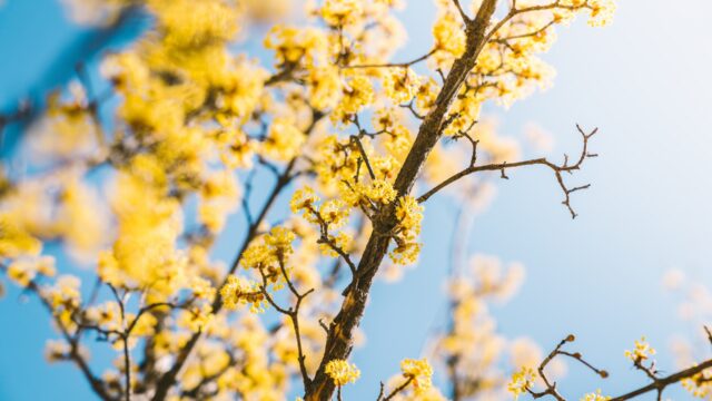 Pollen-producing trees of Florida and their pollination seasons