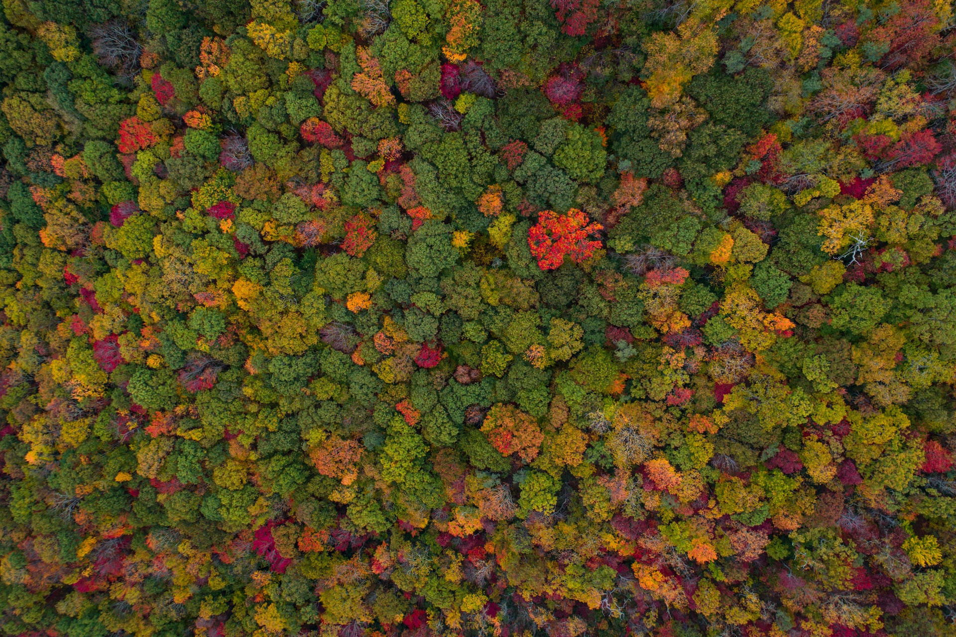 Can planting trees save the planet? - Tree Masters