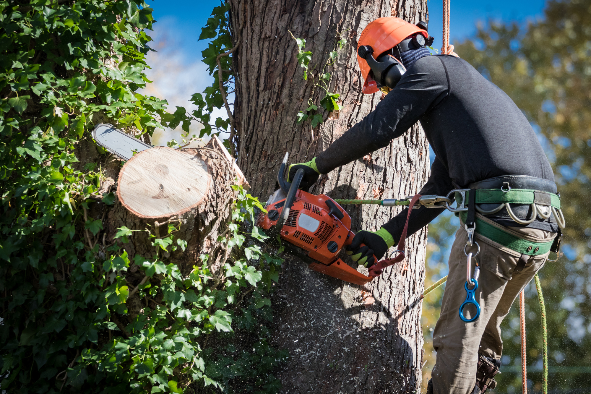 How to know when a tree is dead or dying — and what to do if it is ...