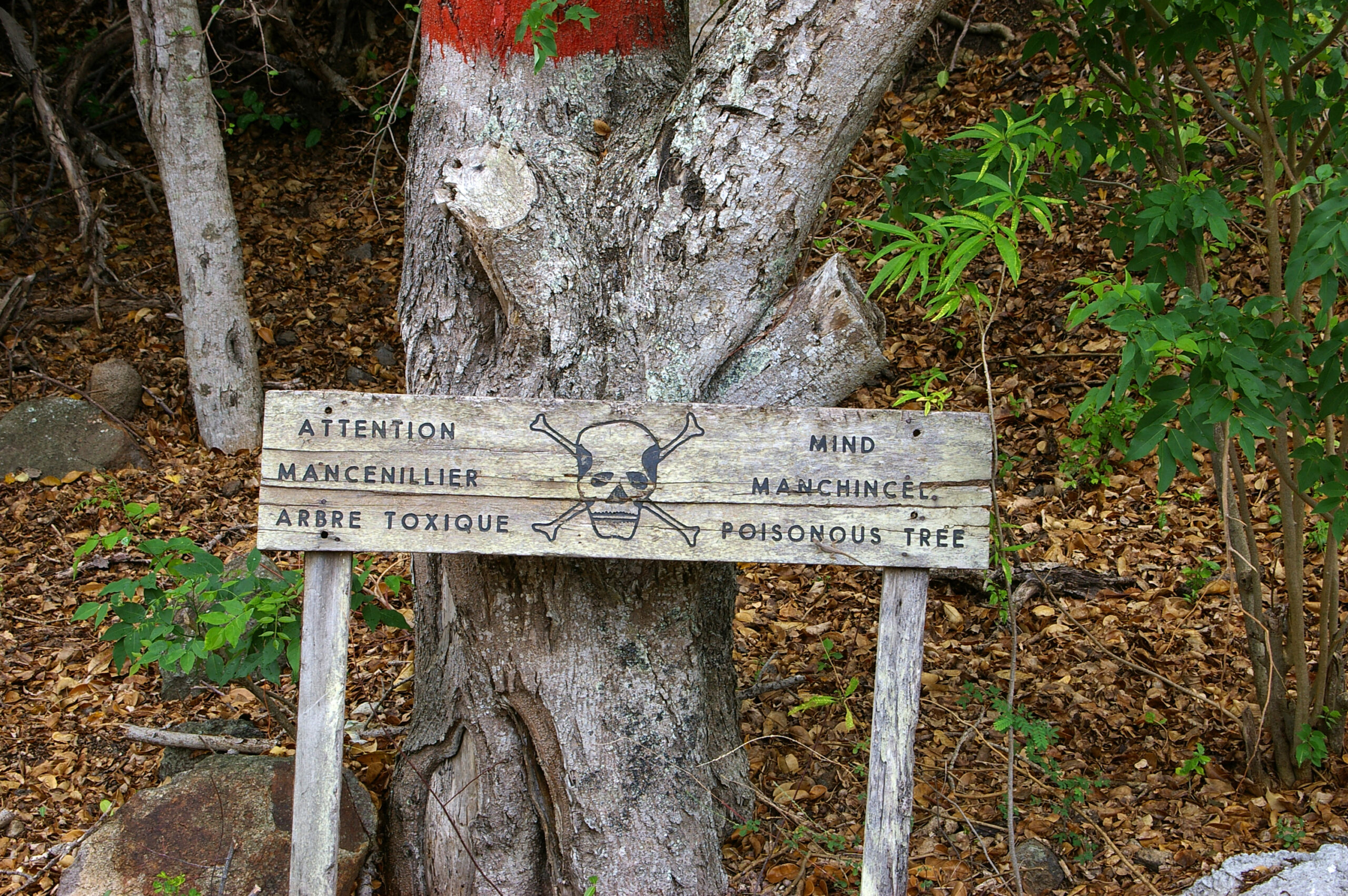 The world’s deadliest tree is in Florida Tree Masters, Inc.