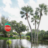 Florida flood-resistant trees
