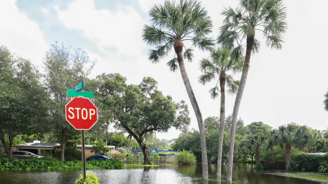 Florida’s flood-resistant trees
