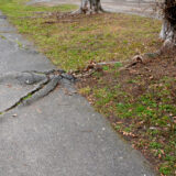 broken sidewalk caused by tree roots