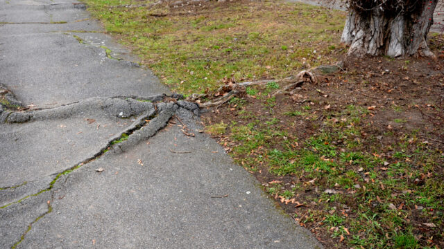 Prevent tree roots from damaging your foundation and hard top